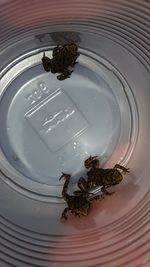 High angle view of insect on table