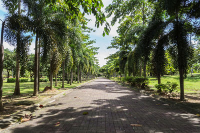 Empty road along trees