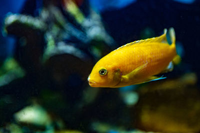 Close-up of fish swimming in aquarium