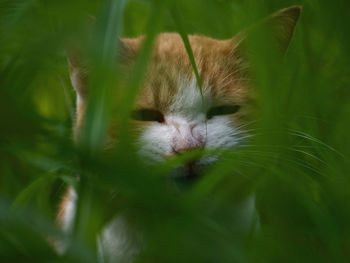 Close-up of a cat