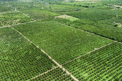 Scenic view of agricultural field