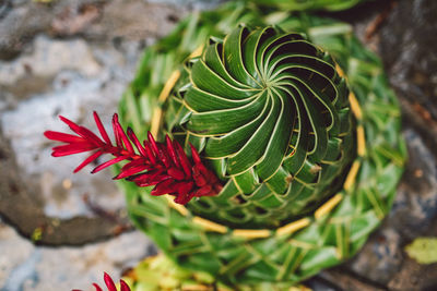 Close-up of red succulent plant