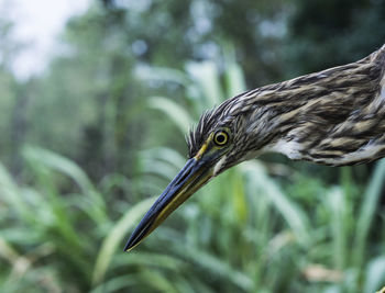 Close-up of bird perching outdoors