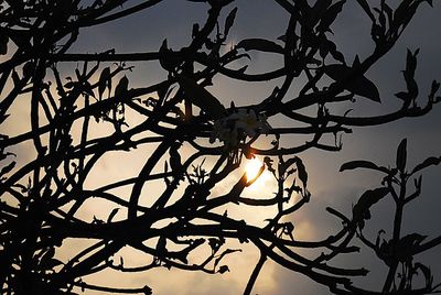 Low angle view of silhouette tree against sky