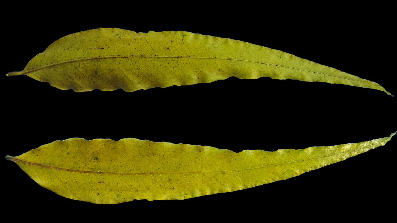 CLOSE-UP OF YELLOW LEAF ON BLACK BACKGROUND