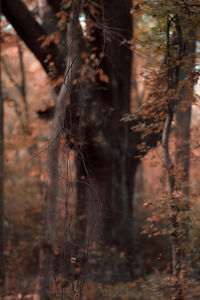 Close-up of plants growing in forest