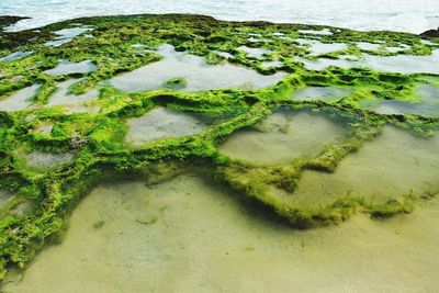 High angle view of moss growing in lake