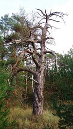 Bare tree in forest