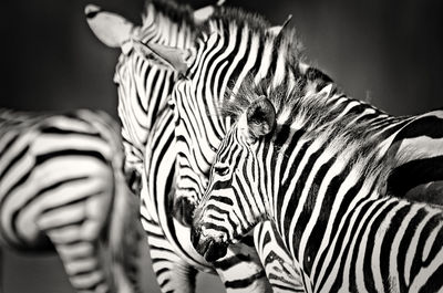 Close-up of two zebras