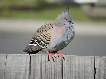 Close-up of bird perching on wooden fence