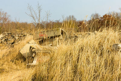 View of sheep in the field