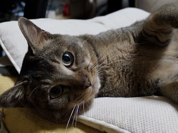 Close-up portrait of cat lying on sofa at home