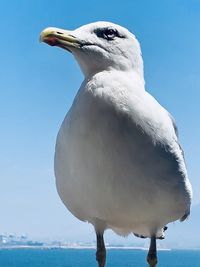 Close-up of seagull perching on sea against sky