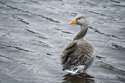 Duck swimming in lake