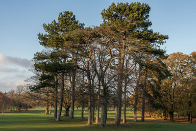 Trees on field against sky during autumn