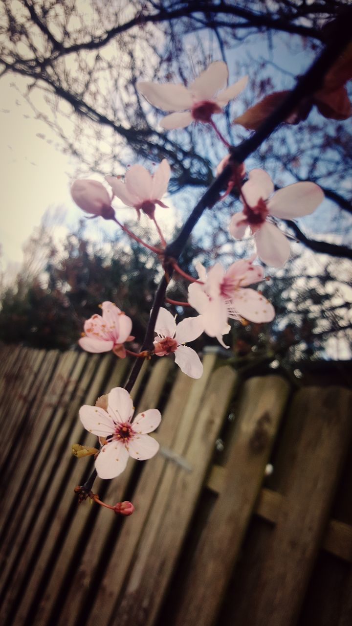 flowering plant, flower, plant, fragility, freshness, vulnerability, beauty in nature, tree, blossom, growth, branch, springtime, pink color, nature, petal, close-up, twig, flower head, no people, day, outdoors, cherry blossom, cherry tree, pollen