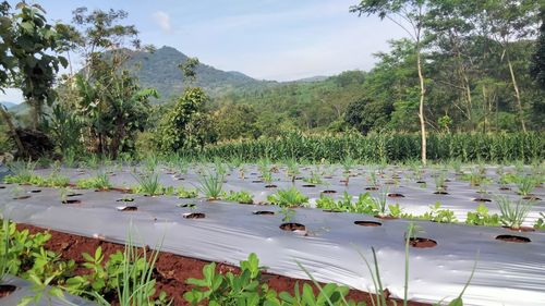 Garden, the beauty of the gardens and scenery, mount, corn, cilly.