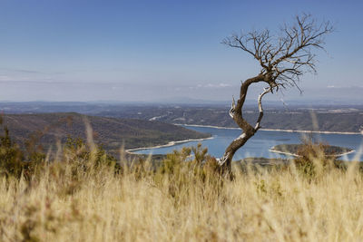 Lone bare tree on calm countryside landscape