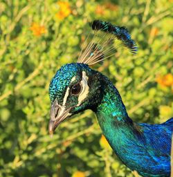 Peacock portrait