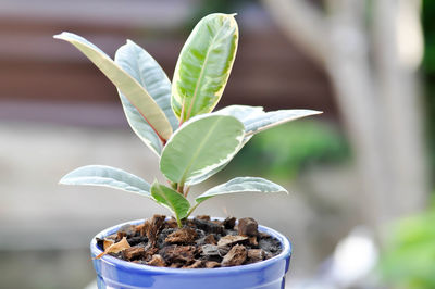 Close-up of potted plant