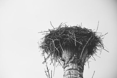 Low angle view of tree against clear sky