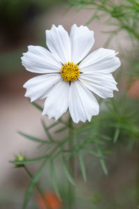 Close-up of white flowering plant