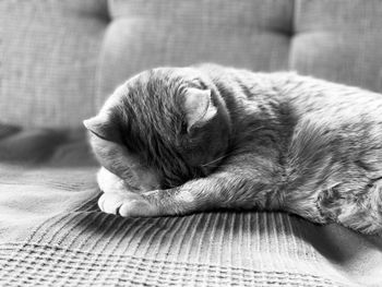 Cat sleeping at home