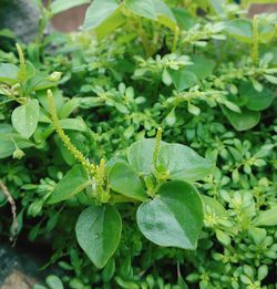 Close-up of plant