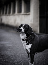 Close-up portrait of dog