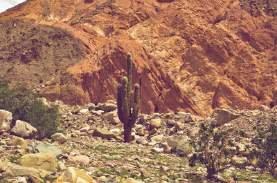 Rock formation on land