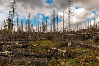 Plants growing on land against sky