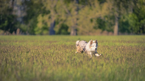 Dog running on field