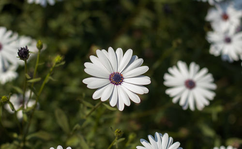 Close-up of white flowering plants in park