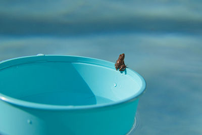 Close-up of insect on blue water