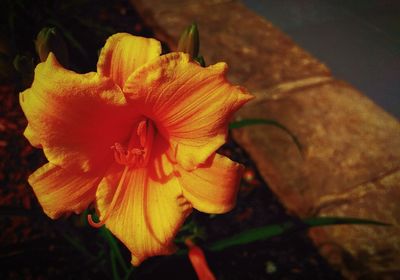 Close-up of yellow flower