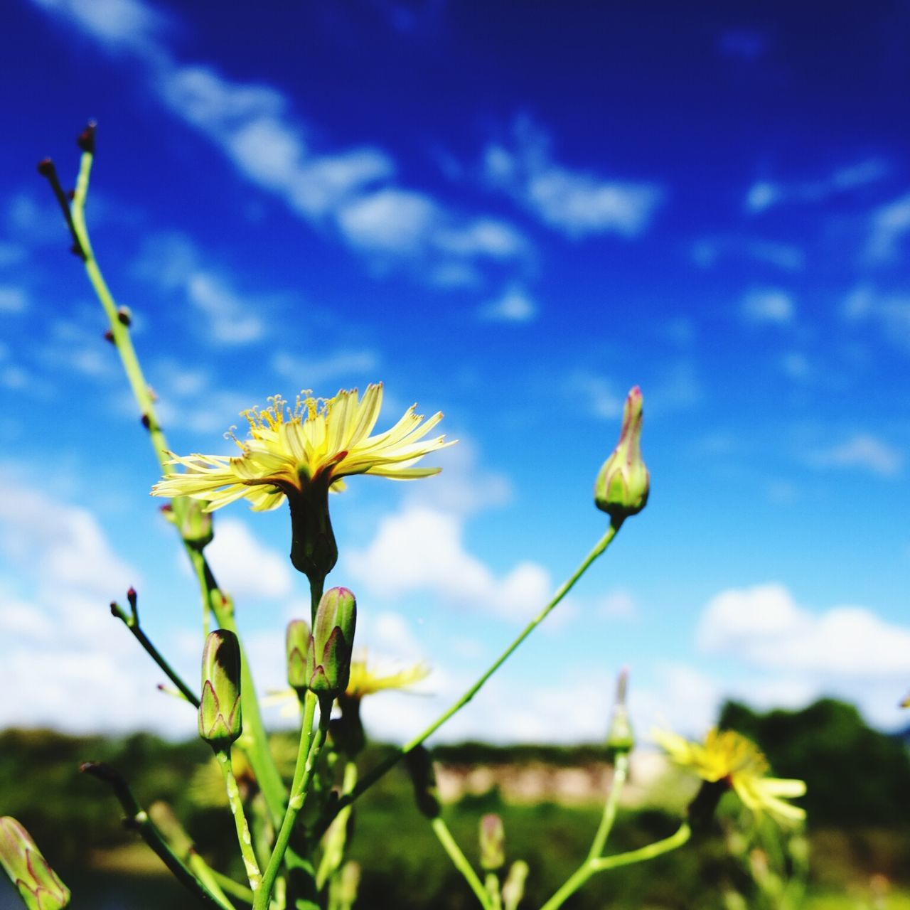 flower, freshness, growth, fragility, yellow, sky, focus on foreground, beauty in nature, plant, stem, nature, flower head, petal, blooming, close-up, blue, bud, field, low angle view, cloud