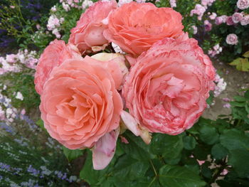 Close-up of pink roses blooming outdoors