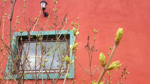 Close-up of ivy on wall