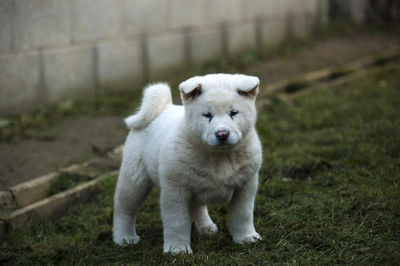 A four week old akita puppy 