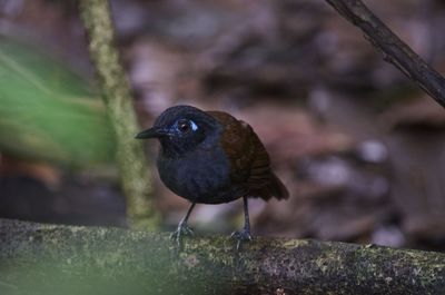 Close-up of bird perching outdoors