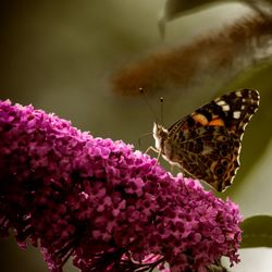 Close-up of butterfly pollinating on pink flower