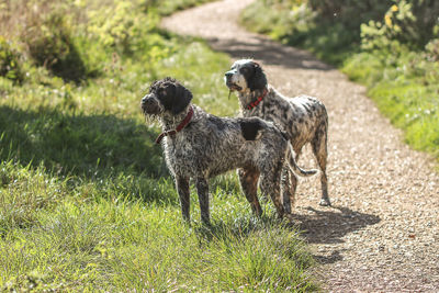 Dogs standing on dirt road