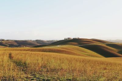 Scenic view of agricultural field against clear sky