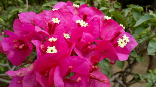 Close-up of pink flowering plant