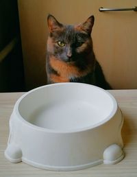 Portrait of cat sitting on table