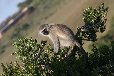 Tilt shot of langur sitting on branch