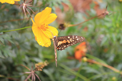 Close-up of butterfly pollinating on yellow flower