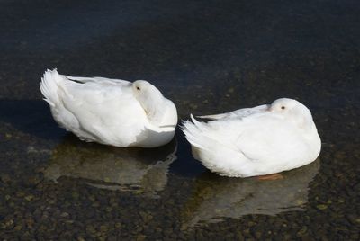 High angle view of white ducks in lake