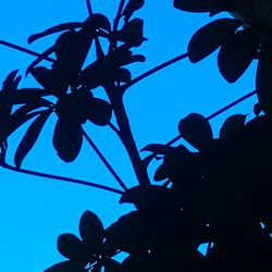 Low angle view of silhouette leaves against blue sky
