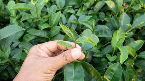 Close-up of hand holding leaves